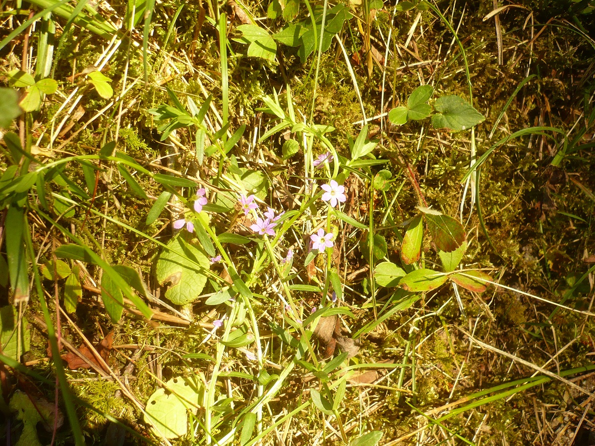 Lythrum junceum (Lythraceae)
